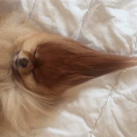 7_mzsjqgHzUUwXQStv3icibibOZl6tIw.gif