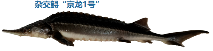 6541f11b315bf.png