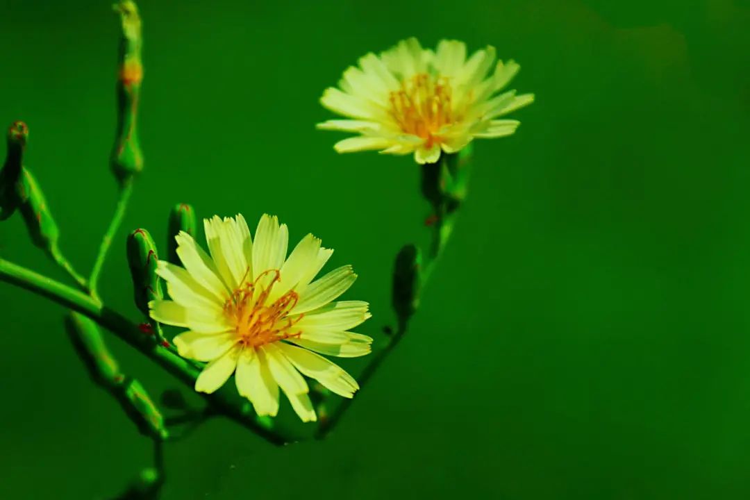 3_uJWF2B84AAicAhkrpbajaCzs2CWH3Q.jpg